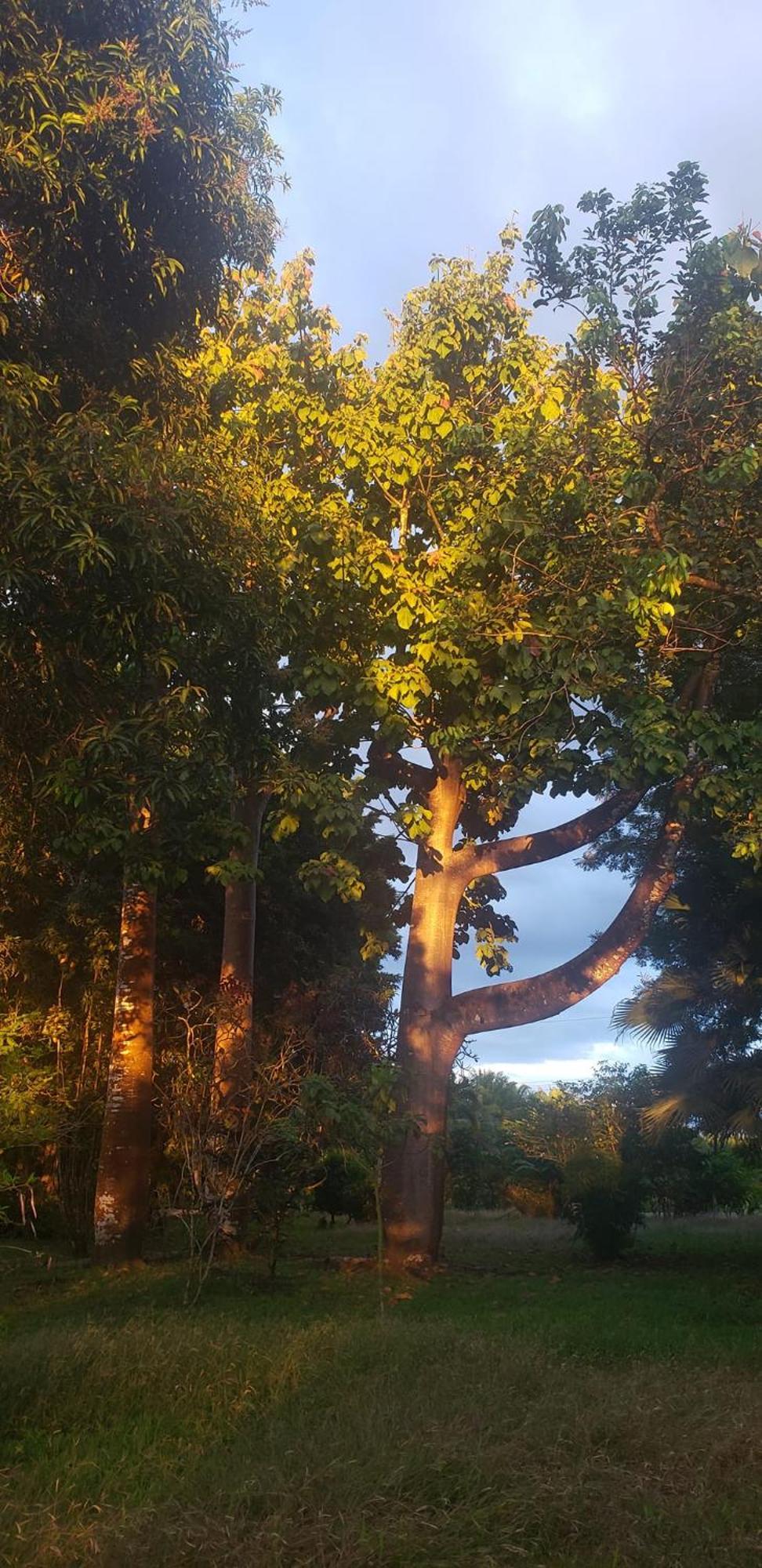 Hotel Veragua River House Sierpe エクステリア 写真